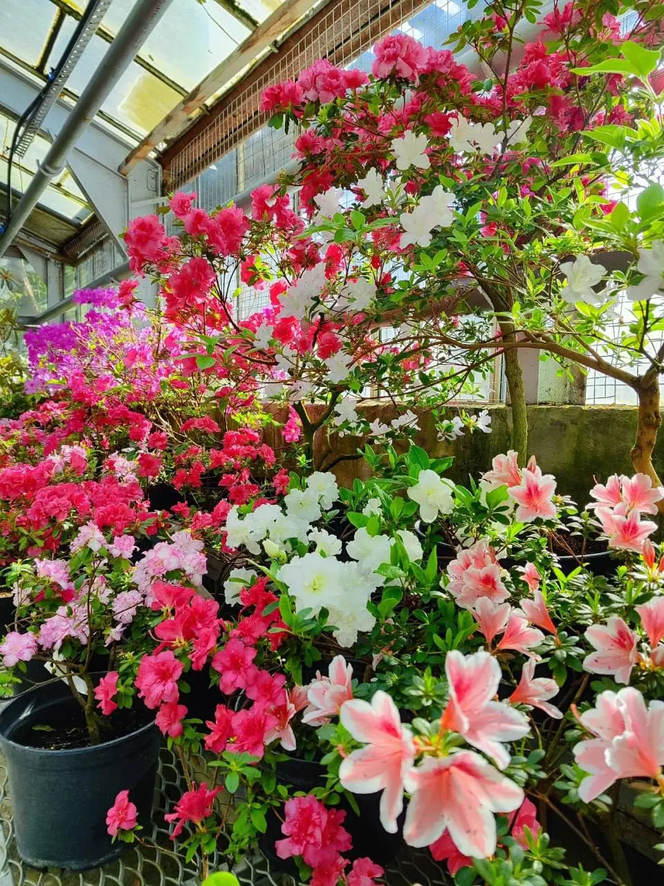 🌸Цветение азалий в оранжерее Главного ботанического сада имени Цицина
📲Подпишитесь на Вдвижении
#выставки
В этом посте были ссылки, но мы их удалили по правилам Сетки | Сетка — социальная сеть от hh.ru