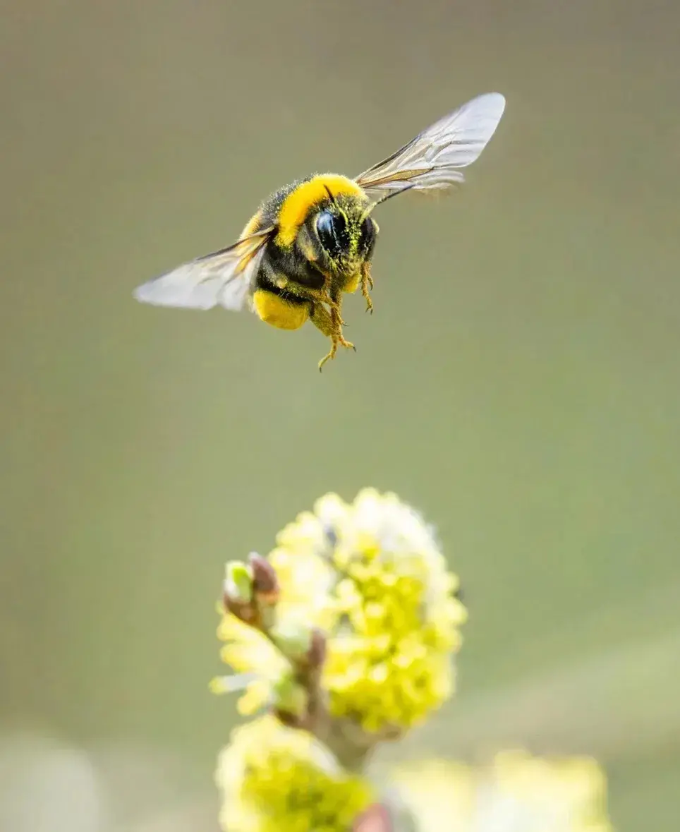 🐝 Let it bee | Сетка — социальная сеть от hh.ru