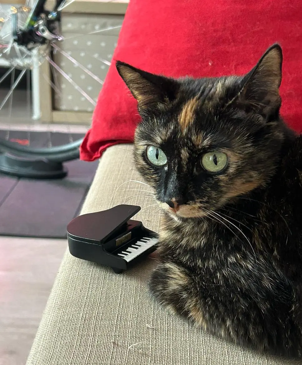 Сегодня мне исполнилось 32 года
По этому поводу весь сегодняшний день буду проводить сбор донатов на помощь трём котоприютам в Нижнем Новгороде. Итоговую сумму распределю между приютами поровну | Сетка — социальная сеть от hh.ru