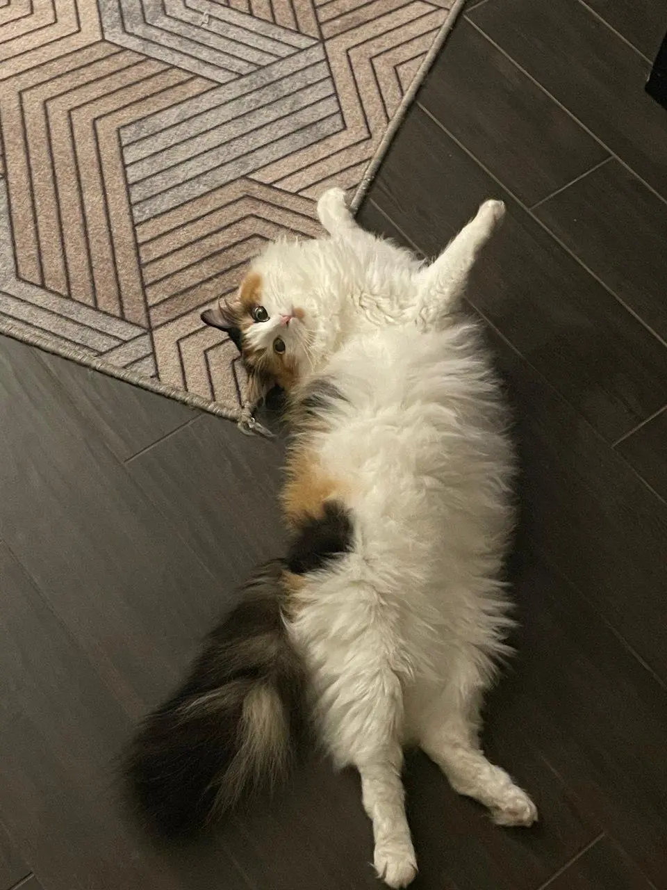 Сегодня мне исполнилось 32 года
По этому поводу весь сегодняшний день буду проводить сбор донатов на помощь трём котоприютам в Нижнем Новгороде. Итоговую сумму распределю между приютами поровну | Сетка — социальная сеть от hh.ru