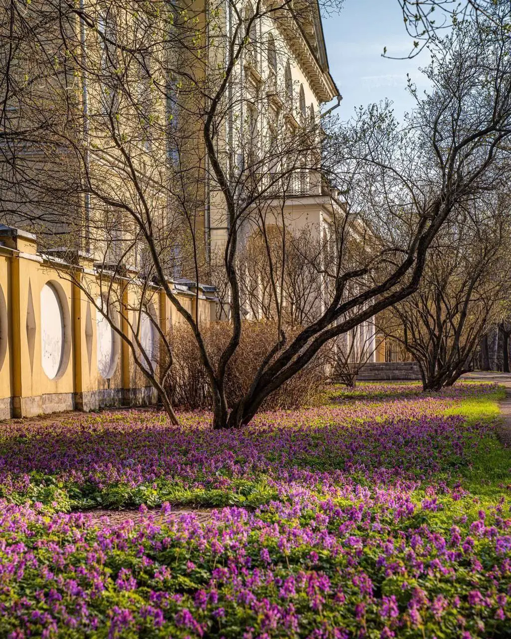 🌳Место для весенних прогулок
Живописный сад спрятан за Александринским дворцом — здесь можно увидеть целую поляну нежных и ароматных первоцветов | Сетка — социальная сеть от hh.ru