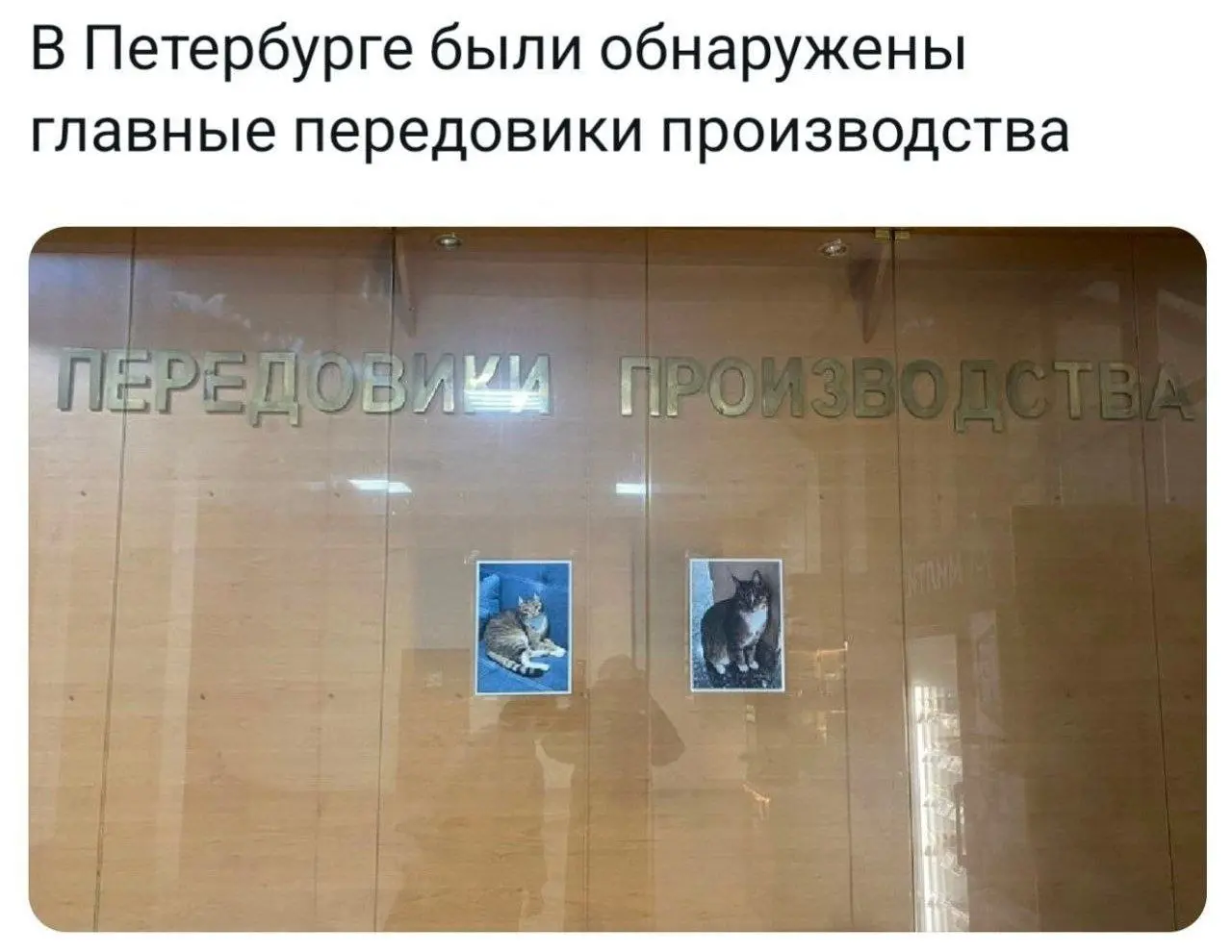 Работники месяца 😂
#Юмор@poldner #Коты@poldner | Сетка — социальная сеть от hh.ru