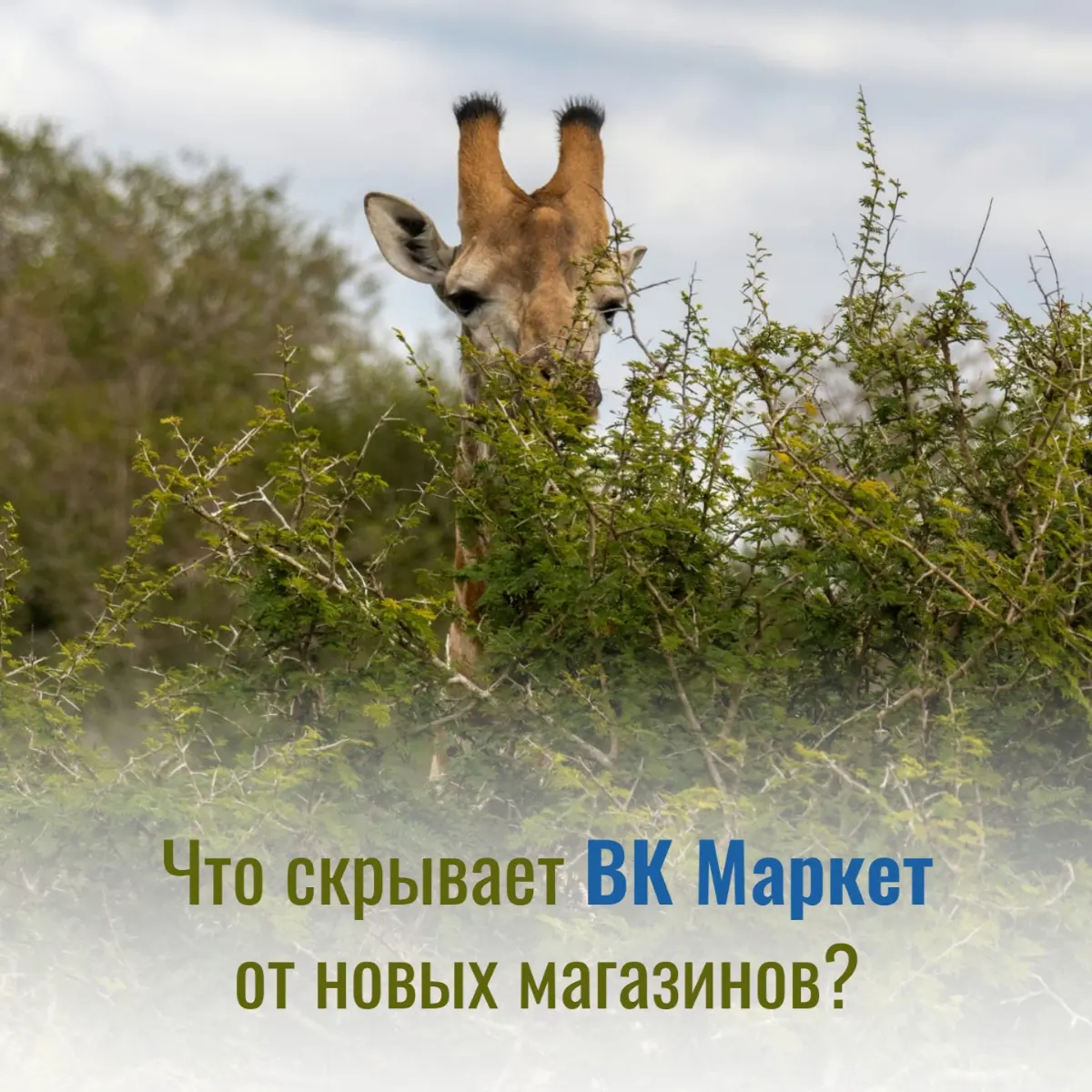 Настраиваю интеграцию товаров из Тильды в ВК Маркет | Сетка — социальная сеть от hh.ru