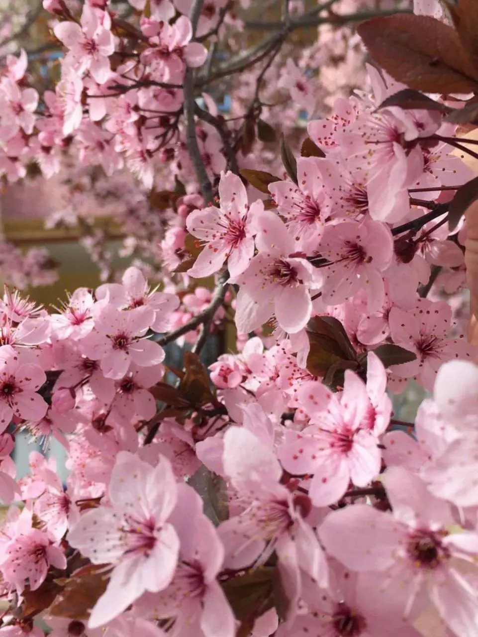 🌸Где любоваться сакурой в Москве?
Уже в середине апреля в столице может распуститься сакура!
Места, где можно полюбоваться ей:
📍Аптекарский огород МГУ
📍Главный ботанический сад им | Сетка — социальная сеть от hh.ru