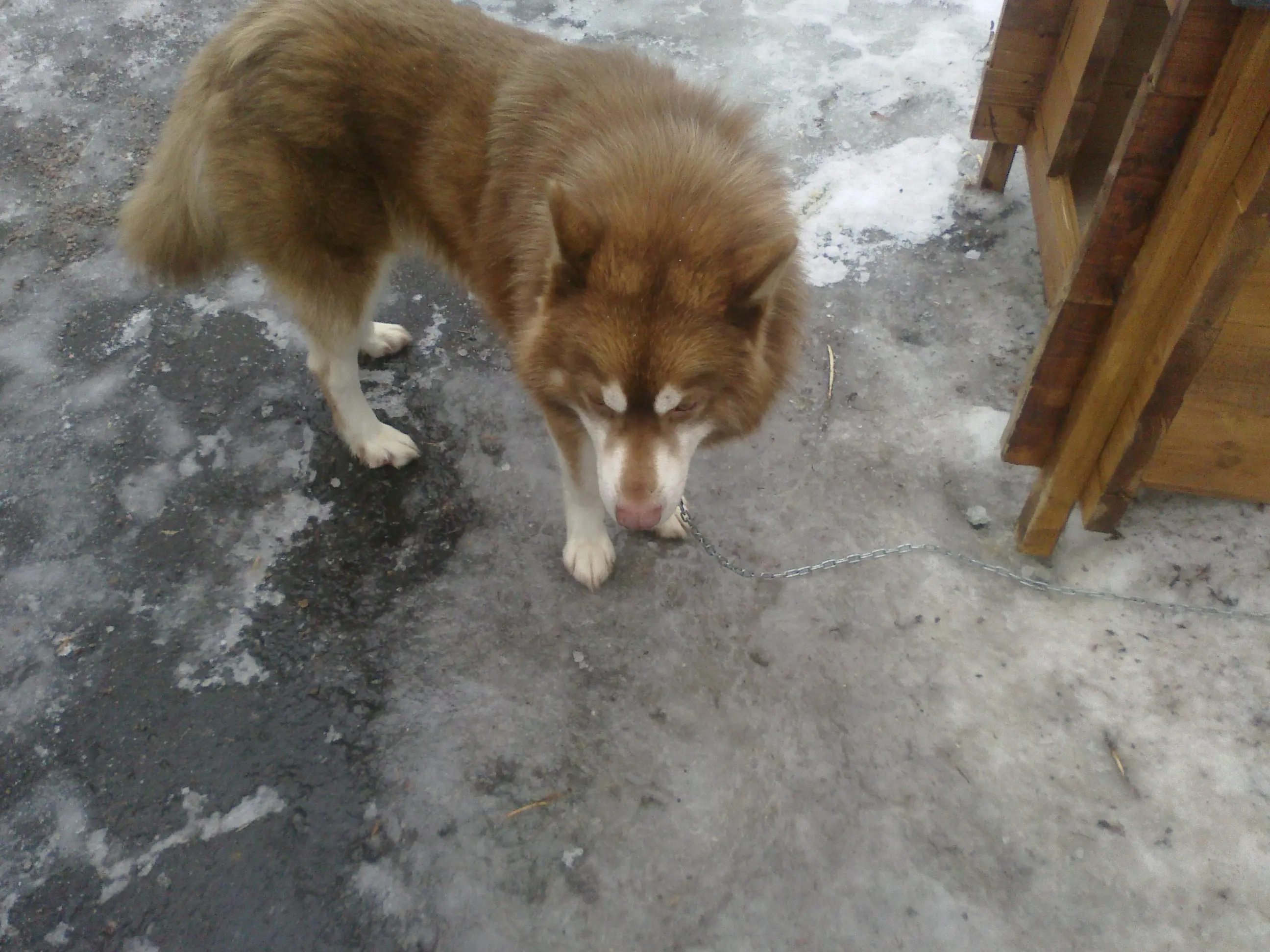 Александр Рогудяев