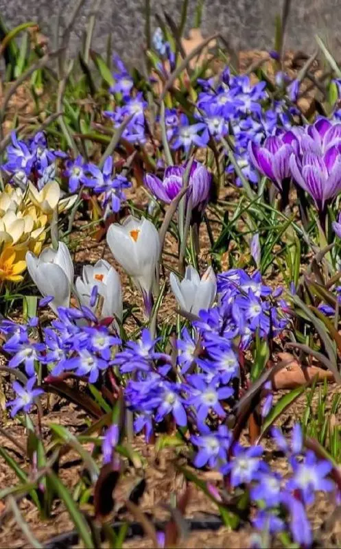🌸В парке «Зарядье» стартовал сезон цветения первоцветов
📲Подпишитесь на Вдвижении
#бесплатно
В этом посте были ссылки, но мы их удалили по правилам Сетки | Сетка — социальная сеть от hh.ru