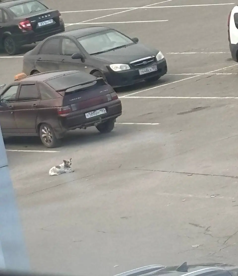 На Паллете в Макеевке. Целый день ходит собачка, она в ошейнике, ждет хозяина. Она явно чья-то. | Сетка — социальная сеть от hh.ru