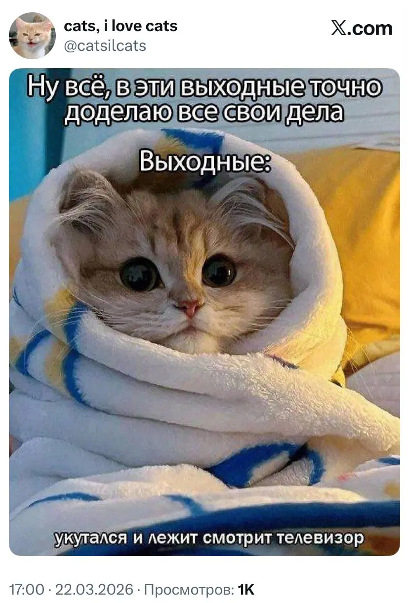 #cats #weekendvibes | Сетка — социальная сеть от hh.ru