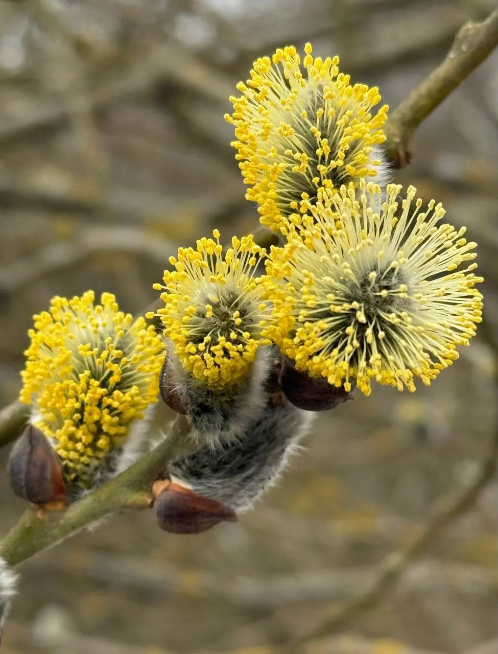 🌷Волшебство весны в Обручевском районе
📲Подпишитесь на Вдвижении
#бесплатно
В этом посте были ссылки, но мы их удалили по правилам Сетки | Сетка — социальная сеть от hh.ru