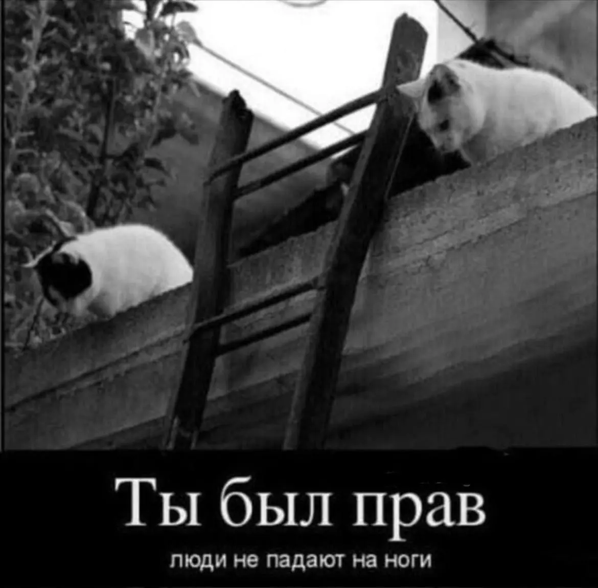 Креативный эксперимент 😂
#Юмор@poldner #Коты@poldner | Сетка — социальная сеть от hh.ru