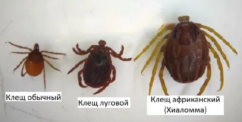 В Россию пришли клещи, которые бегают за людьми
На юге России зафиксировано нашествие клещей рода Hyalomma. Их называют «мутантами» за аномальное поведение: они не ждут в траве, а преследуют жертву | Сетка — социальная сеть от hh.ru