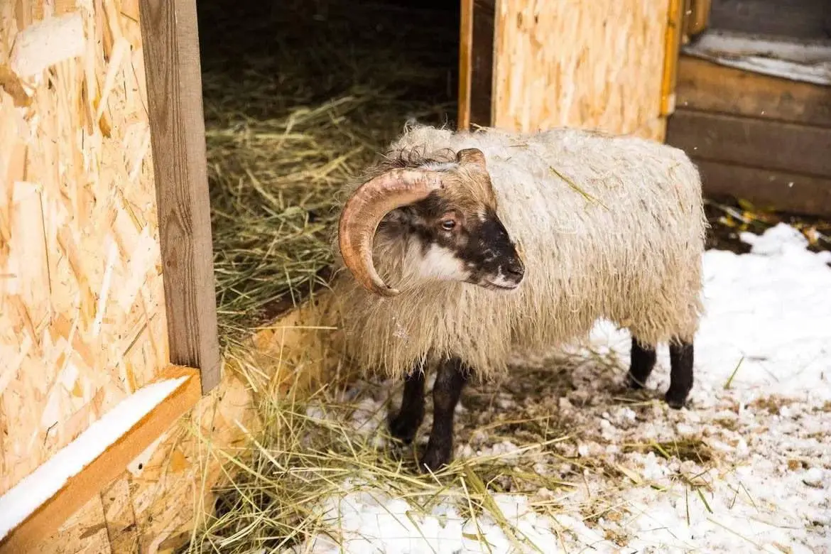 🥳 День рождения барашка Юлика на Городской ферме ВДНХ
1 апреля всем именинникам дадут скидку 15%, а тем, кто рассмешит кассира, подарят корм для животных.
📍проспект Мира, 119, стр | Сетка — социальная сеть от hh.ru