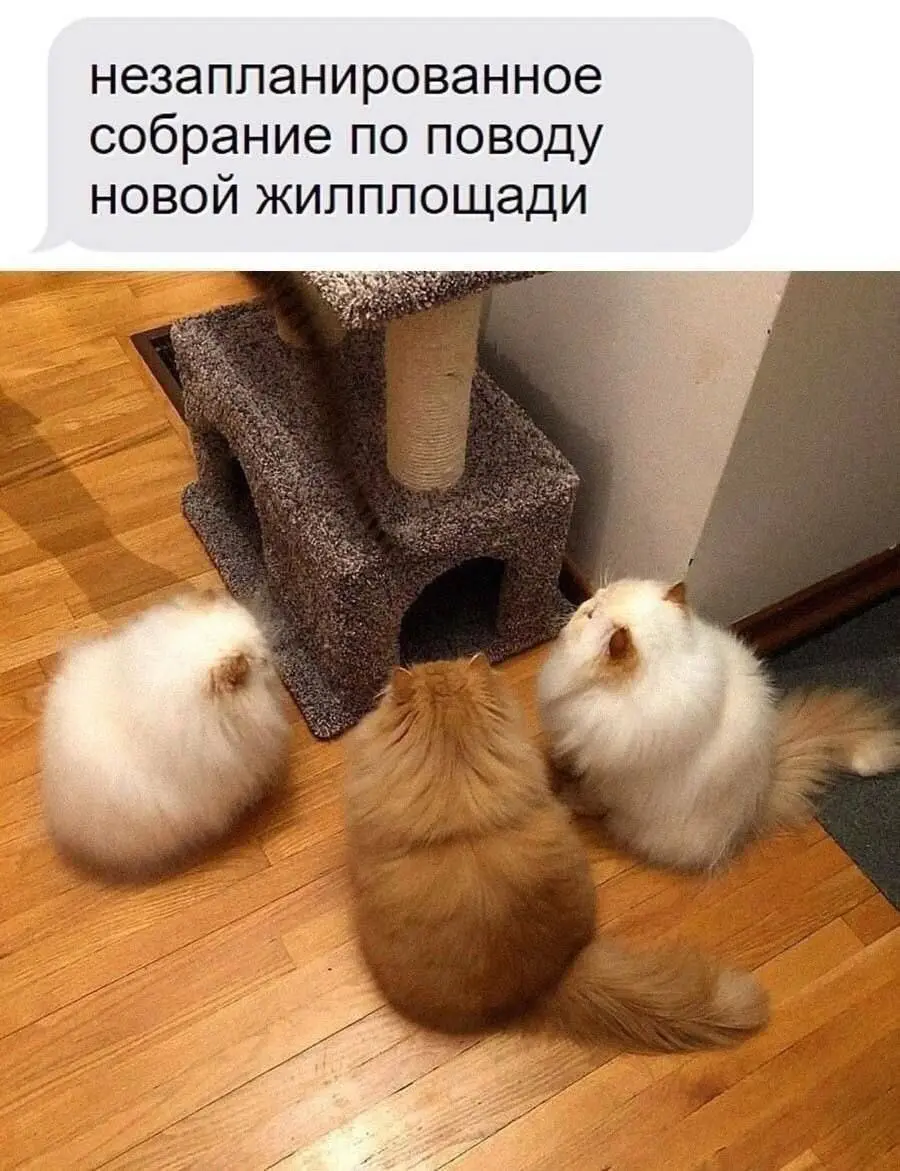 Квартирный вопрос всех испортил 😂
от любимого клиента Вали ❤️
#Юмор@poldner #Коты@poldner | Сетка — социальная сеть от hh.ru