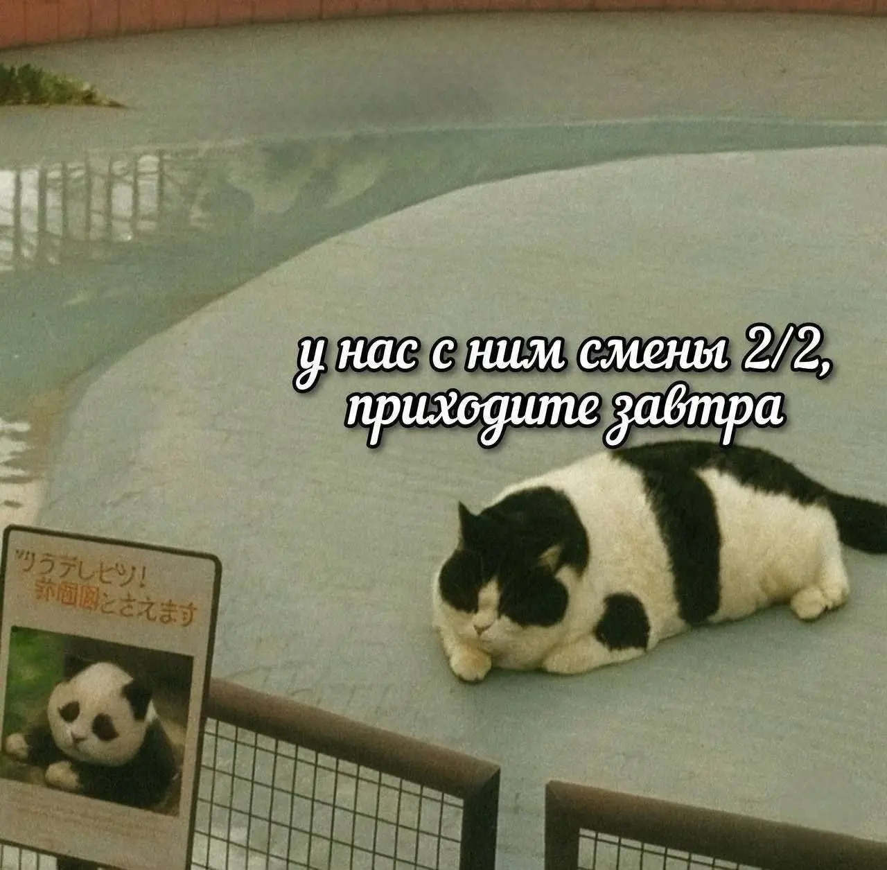 Подменил 😂😂
#Юмор@poldner #Коты@poldner | Сетка — социальная сеть от hh.ru