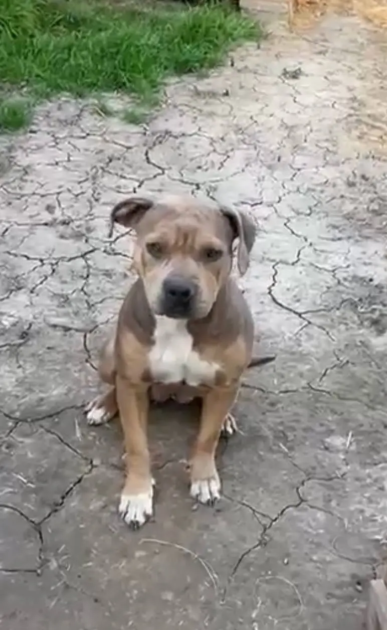 🆘 SOS! МИЯ ЖДЕТ ПОМОЩИ!
СПАСТИ ОТ УСЫПЛЕНИЯ!🆘
Порода не дает гарантию на счастливую жизнь, но мы можем её подарить!
🐶 Мия— стаффорд | Сетка — социальная сеть от hh.ru