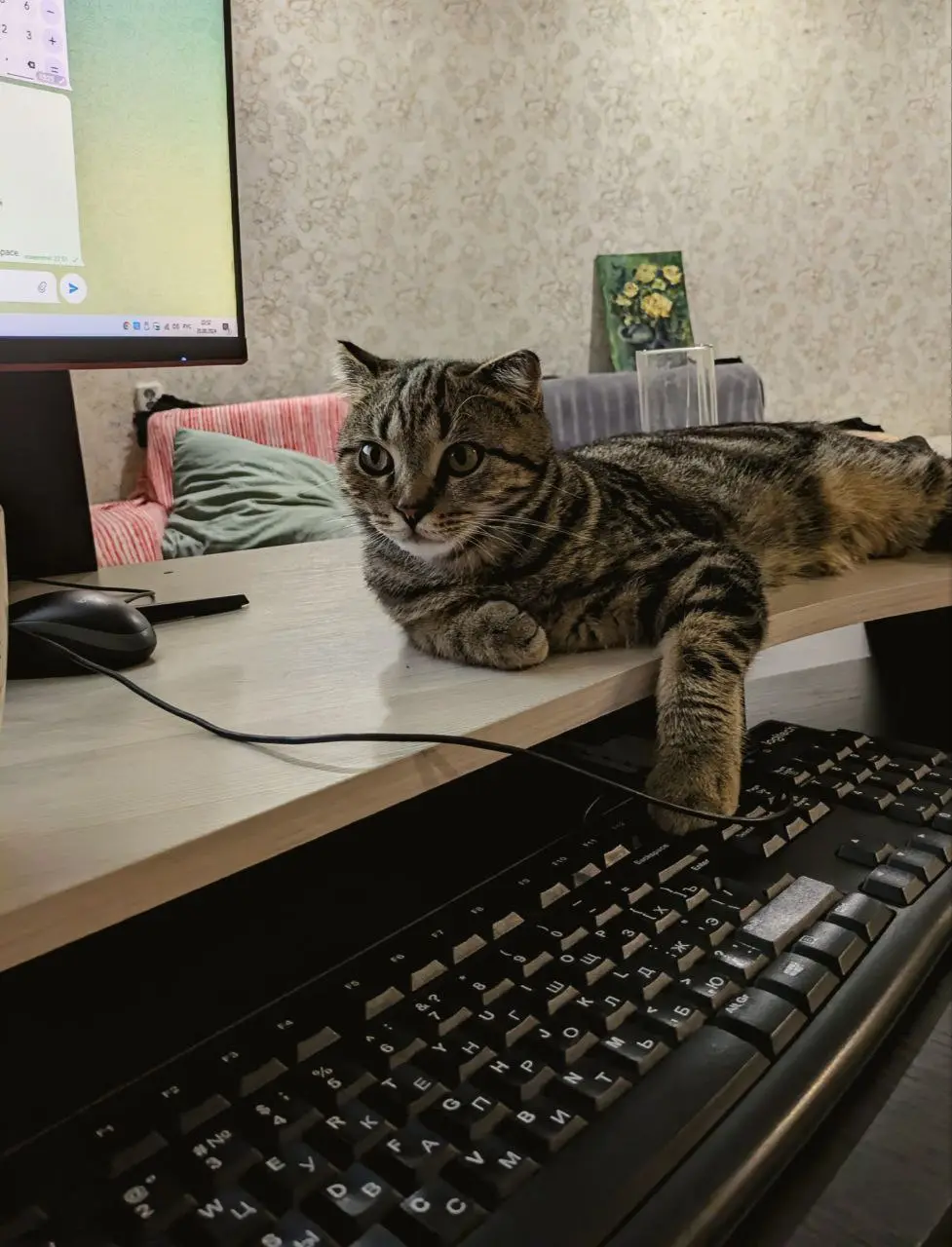 #Шерстянойсоветдиректоров
В этом офисе обед по расписанию только у тех, у кого есть шерсть.
Я работаю 24/7 (в основном, конечно, лежу в сторону задач), но посмотрите на это лицо | Сетка — социальная сеть от hh.ru