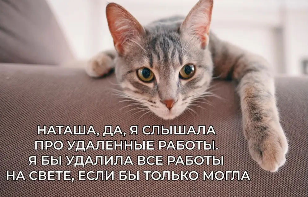 На какую работу с удалённым графиком вы смогли устроиться, и сколько зарабатывали на ней? | Сетка — социальная сеть от hh.ru