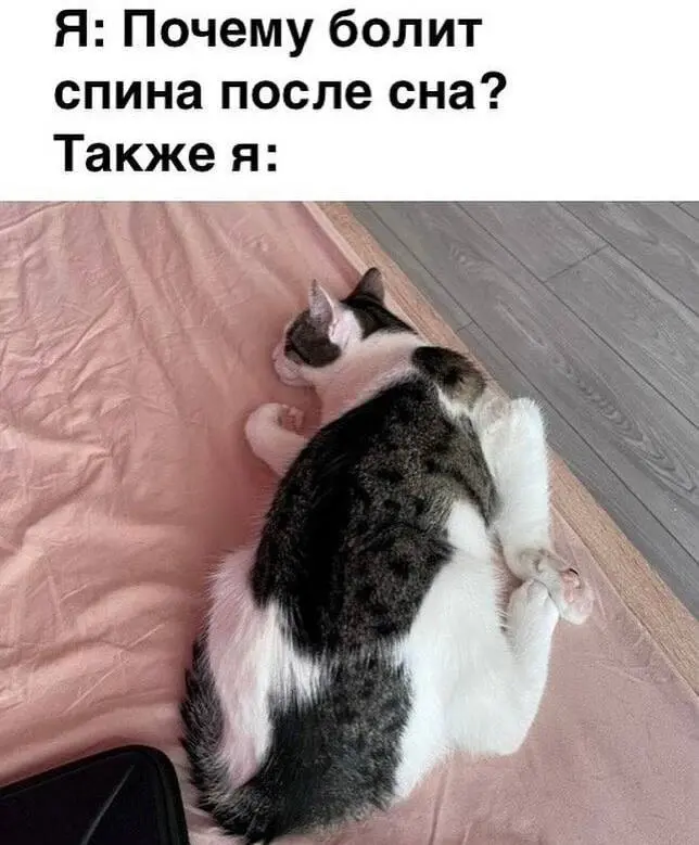 Взяли на работу аккаунтом зумера. Говорит надо tg канал сделать более лайтовым. Мемасы и все такое. Есть еще про крутого доктора голубя. 10 голубей и запощу и их. | Сетка — социальная сеть от hh.ru