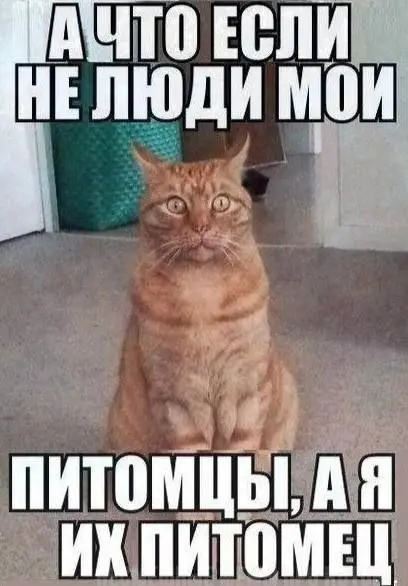 Такого просто не может быть 😂
#Юмор@poldner #Коты@poldner | Сетка — социальная сеть от hh.ru