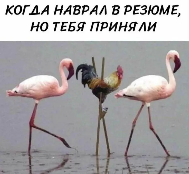 Готовим резюме!
Сегодня новые вакансии 🐝 | Сетка — социальная сеть от hh.ru