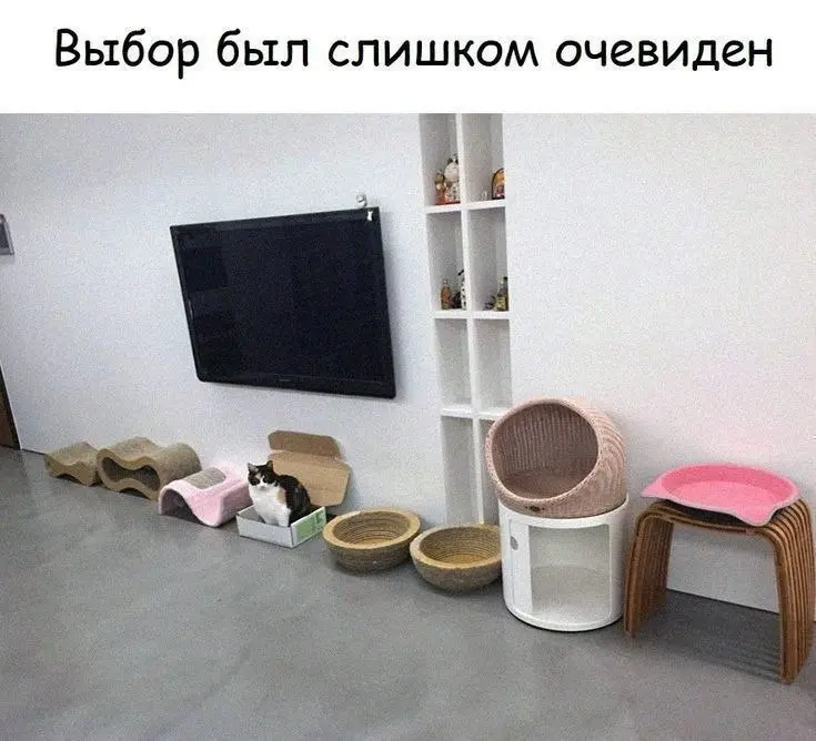 Лучший выбор 😂
#Юмор@poldner #Коты@poldner | Сетка — социальная сеть от hh.ru