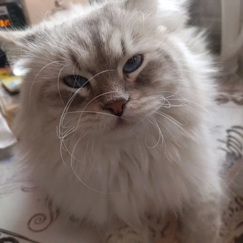 Натали Полянская