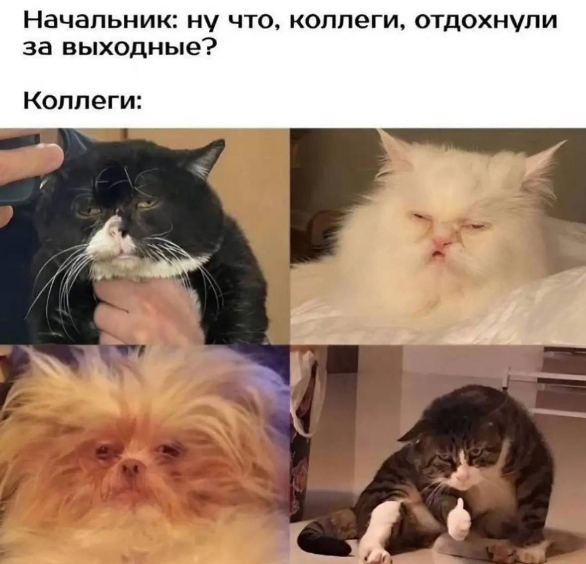 с началом новой недели 🙃 | Сетка — социальная сеть от hh.ru