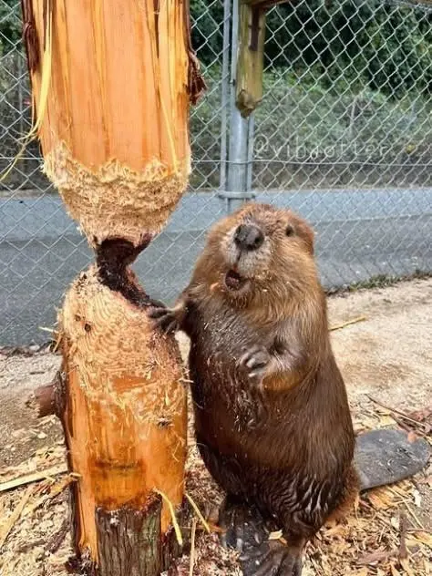 7 апреля отмечается Международный день бобра (International Beaver Day)
Всех с днём! | Сетка — социальная сеть от hh.ru