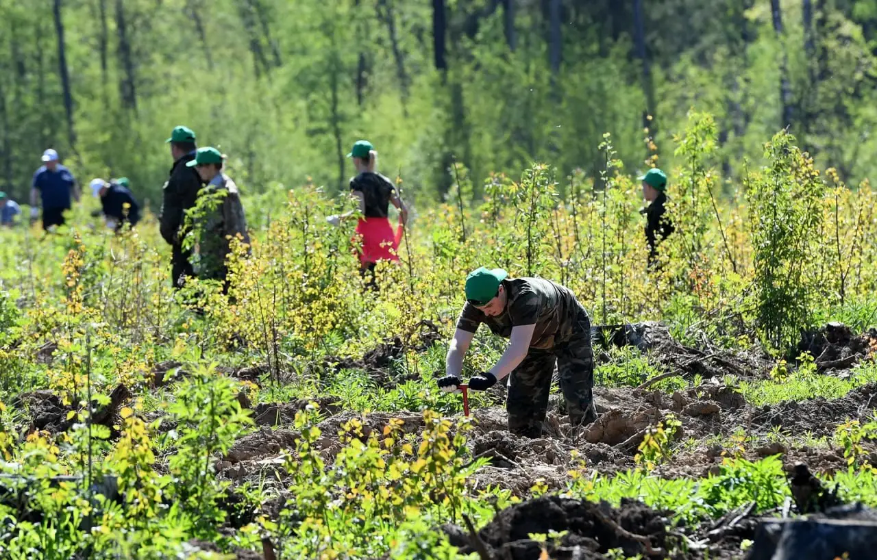 🌳 На Ставрополье в этом году высадят 54 гектара молодых лесов
Пока работы выполнены на 16 гектарах: 10 в Ипатовском округе, 6 в Арзгирском | Сетка — социальная сеть от hh.ru