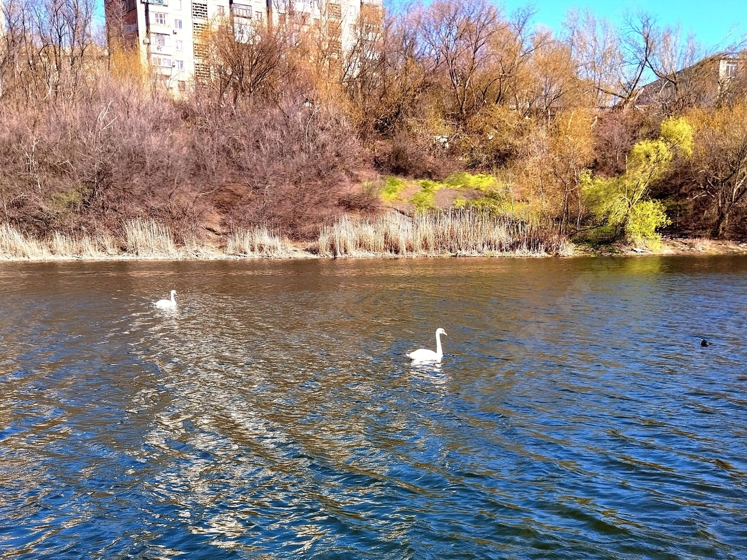 🦢Лебеди на Торезском пруду | Сетка — социальная сеть от hh.ru