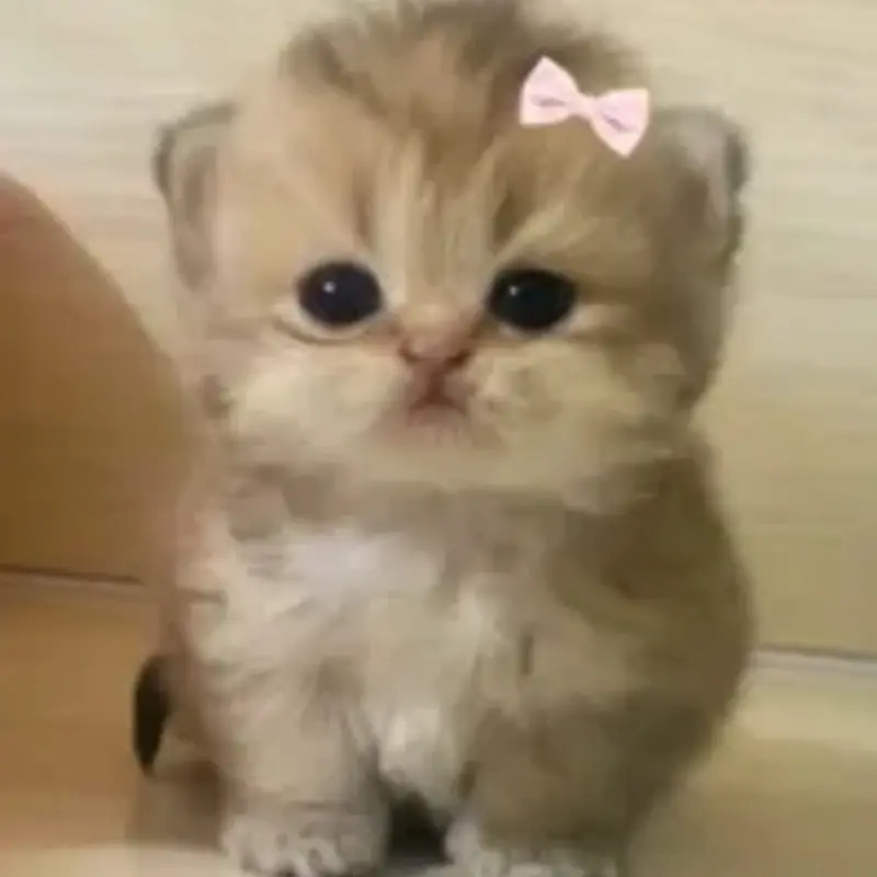 Nadi ММ