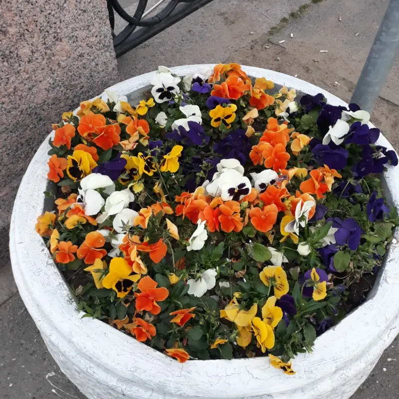 Марина Лечина