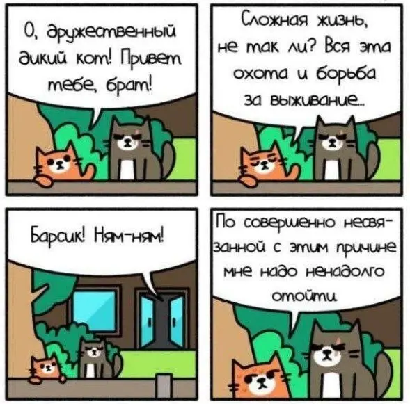 Дипломатия наше все 😂
#Юмор@poldner    #Коты@poldner | Сетка — социальная сеть от hh.ru