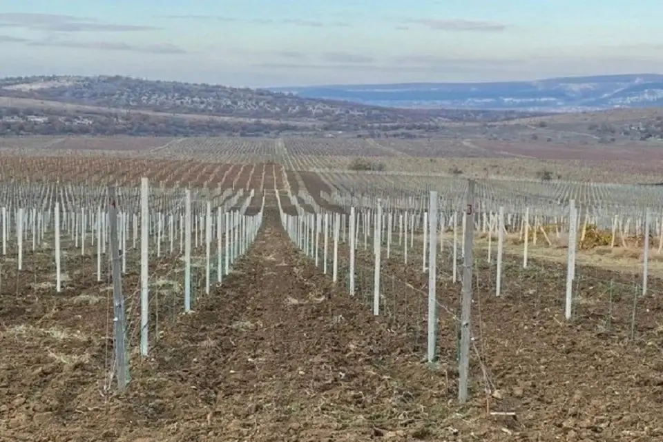 🍇 В Ставрополье закладывают новые виноградники
Весенние работы на виноградниках в Ставропольском крае включают обрезку, подвязку, подкормку и защиту от вредителей | Сетка — социальная сеть от hh.ru