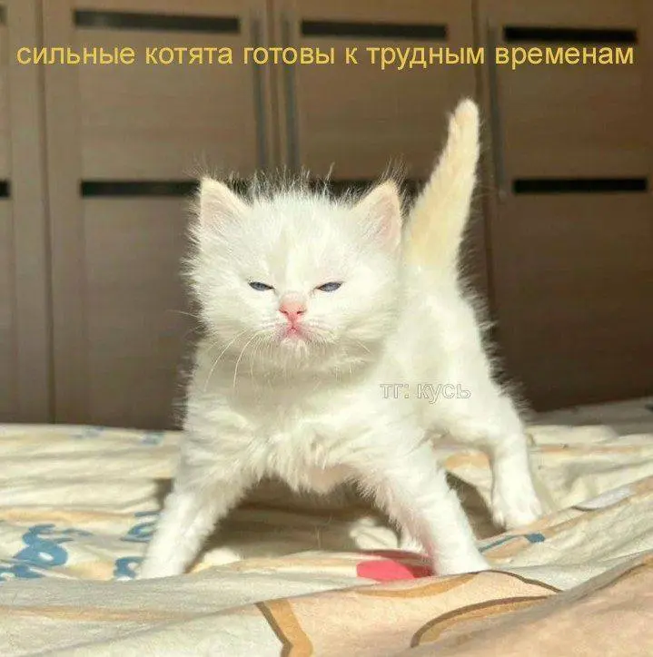 На исходе четверга:
Вакансия моей мечты опять появилась на hh 😍🤣 Магия 🪄
Попробуем еще раз достучаться до руководителя 😀🥹🙏🏻
Сегодня был собес финальный сразу с 2 руководителями из команды Госуслуг 😍 Р... | Сетка — социальная сеть от hh.ru