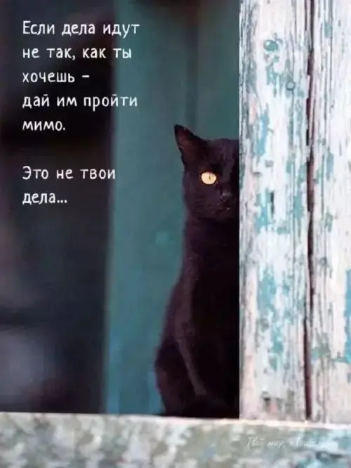 Философия от котика 😂
#Юмор@poldner #Коты@poldner | Сетка — социальная сеть от hh.ru