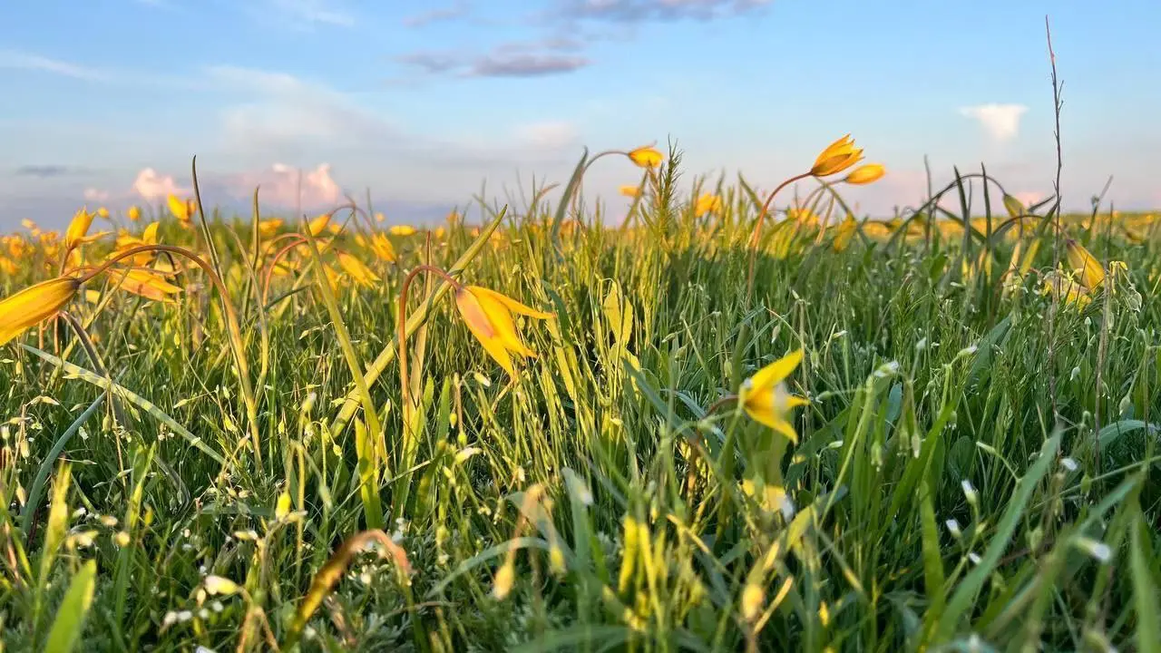 🌼 Краснокнижные тюльпаны Биберштейна зацвели на Ставрополье
Ни в коем случае не срывайте их — тогда цветок живёт не более получаса.
📲 Ставропольский дворик в МАХ | Сетка — социальная сеть от hh.ru