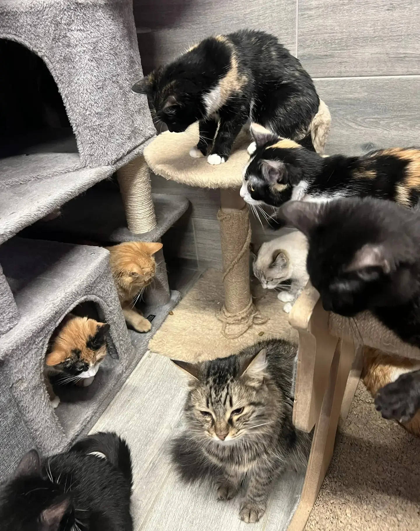 🐾 Иногда самые важные дела происходят вне рабочих задач — там, где нужны не профессиональные навыки, а обычное человеческое тепло | Сетка — социальная сеть от hh.ru