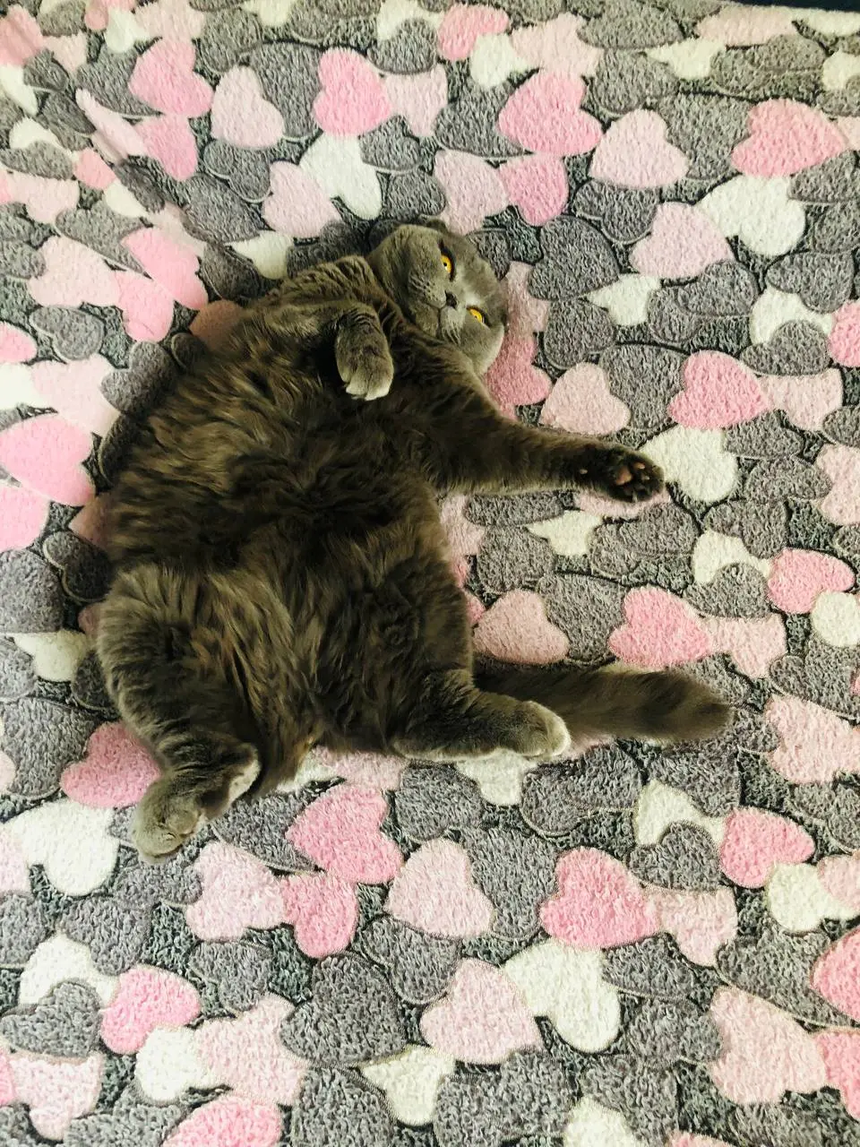 Доброе утро!
Хороша жизнь кота🤣
Всем хорошего дня и отличного настроения🤗 а я буду плести🙌🏻 | Сетка — социальная сеть от hh.ru