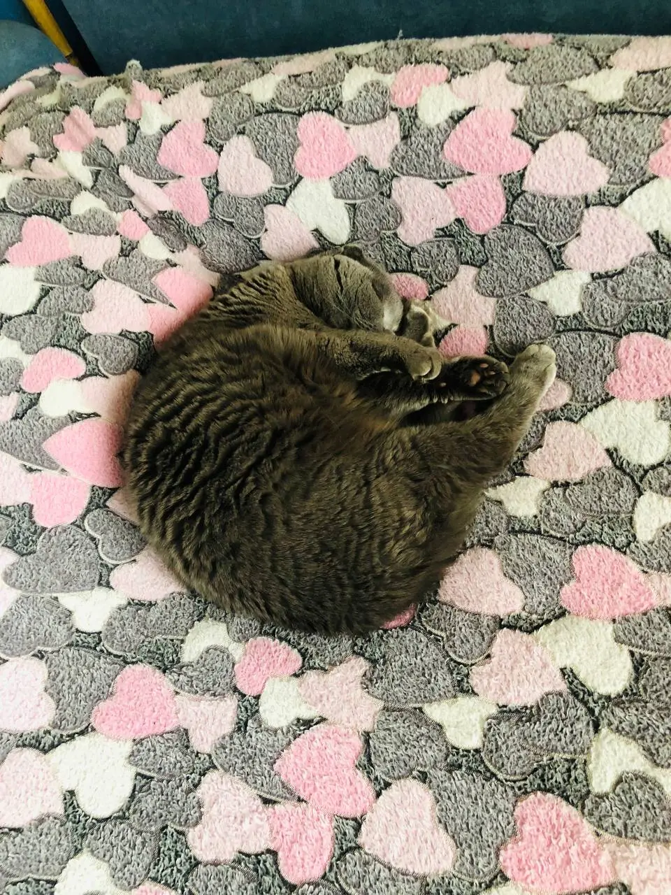Доброе утро!
Хороша жизнь кота🤣
Всем хорошего дня и отличного настроения🤗 а я буду плести🙌🏻 | Сетка — социальная сеть от hh.ru