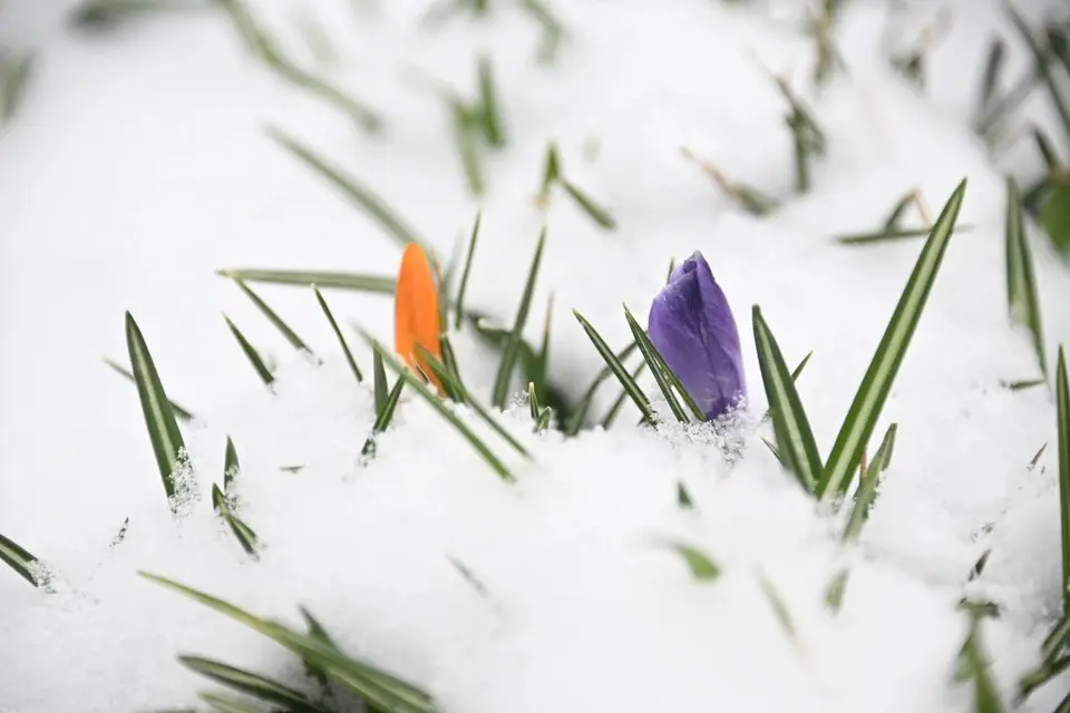 🥶 Заморозки в Ставропольском крае
В ночь на 11, 12 и 13 апреля в Ставропольском крае ожидаются заморозки. Температура воздуха и почвы может опуститься до -1…-3 градусов | Сетка — социальная сеть от hh.ru