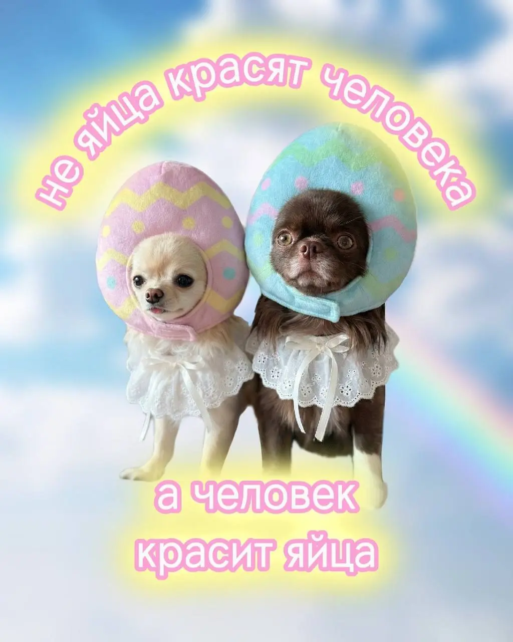 Блогеры-собачки Бонус и Вася выкатили универсальные пасхальные открытки. Поздравляем сегодня всех только с таким вайбом 😘 | Сетка — социальная сеть от hh.ru