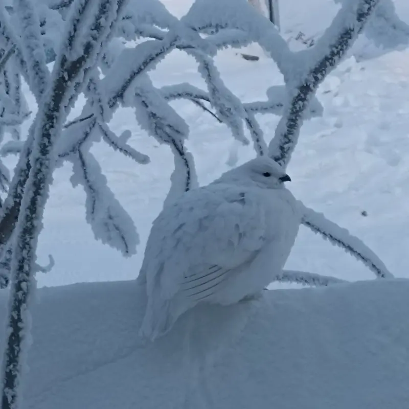 Алена Лебедева