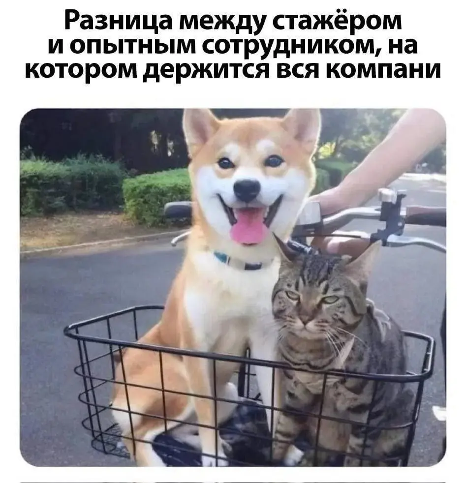 Он слишком многое пережил 😂
#Юмор@poldner #Коты@poldner #Собака@poldner | Сетка — социальная сеть от hh.ru