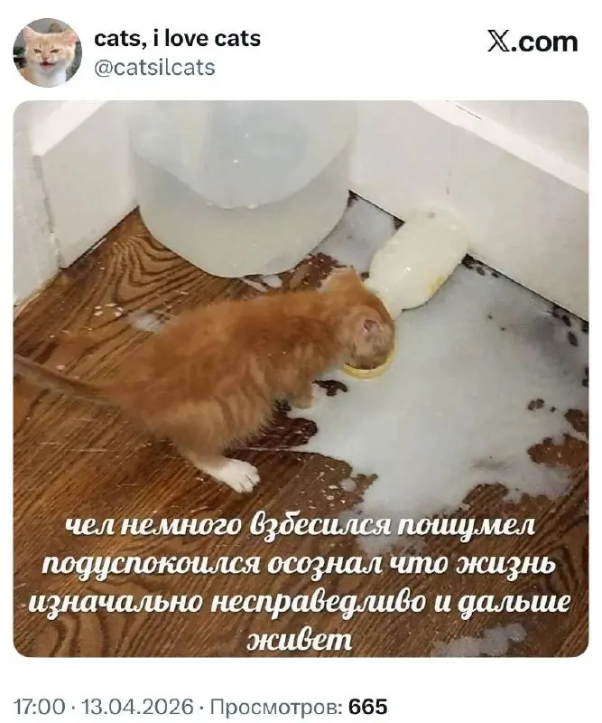 #cats #life | Сетка — социальная сеть от hh.ru
