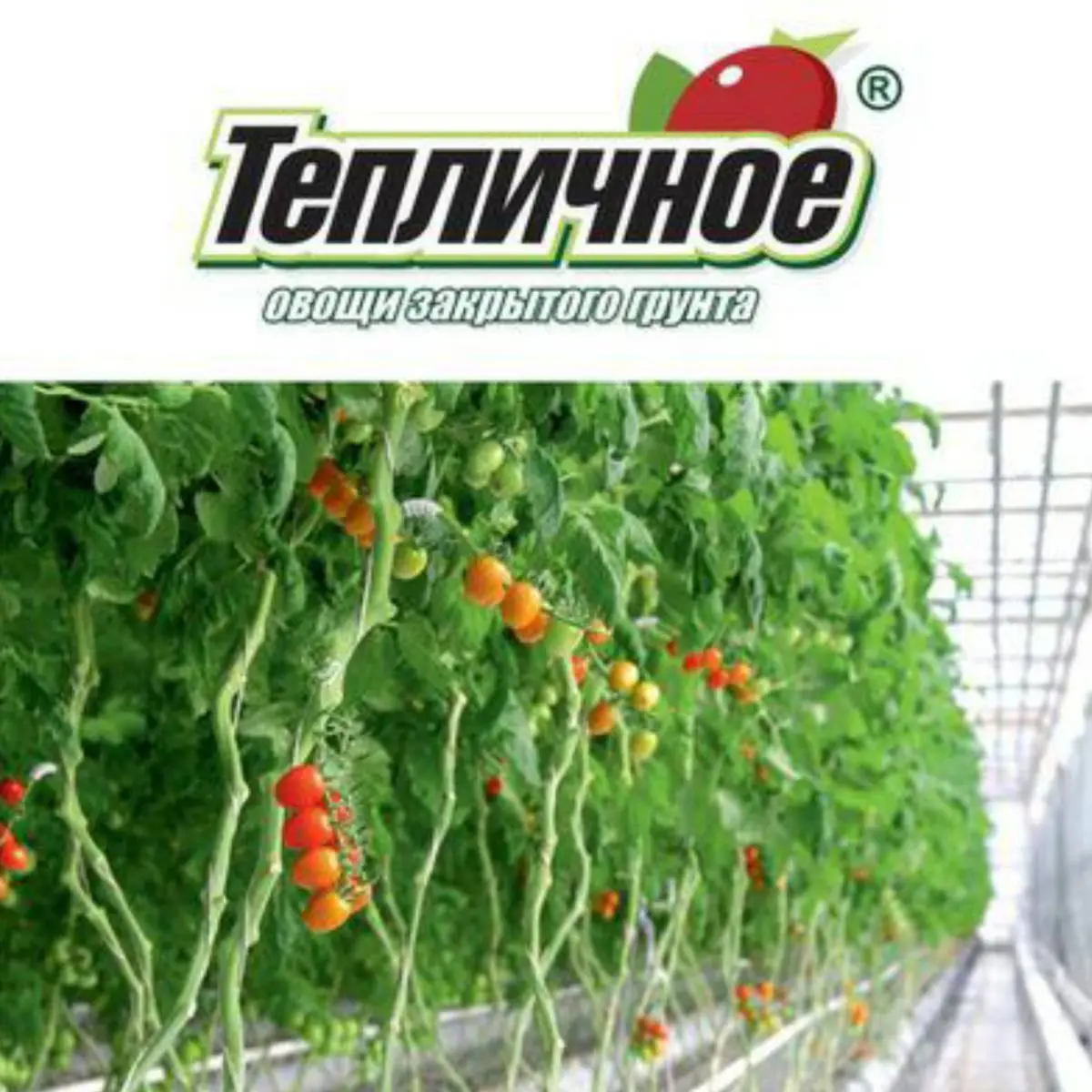 Ольга Тепличное