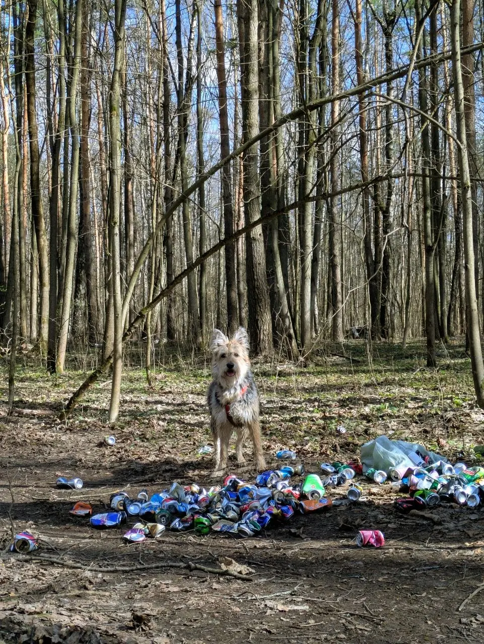 🌳 Как лес бережет нас от мегаполиса, а мы его от мусора
Делюсь своим опытом 5 лет жизни в ЖК с высотностью #33этажа
Личный опыт
Всю прошлую неделю я 6 дней катался в офис и это адский переизбыток шумн... | Сетка — социальная сеть от hh.ru