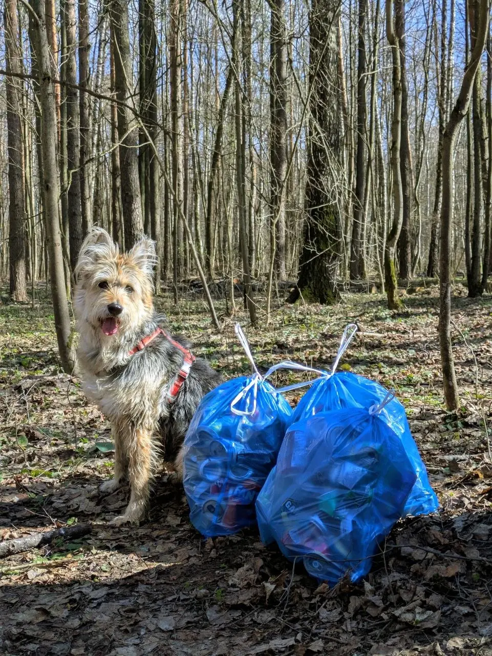 🌳 Как лес бережет нас от мегаполиса, а мы его от мусора
Делюсь своим опытом 5 лет жизни в ЖК с высотностью #33этажа
Личный опыт
Всю прошлую неделю я 6 дней катался в офис и это адский переизбыток шумн... | Сетка — социальная сеть от hh.ru