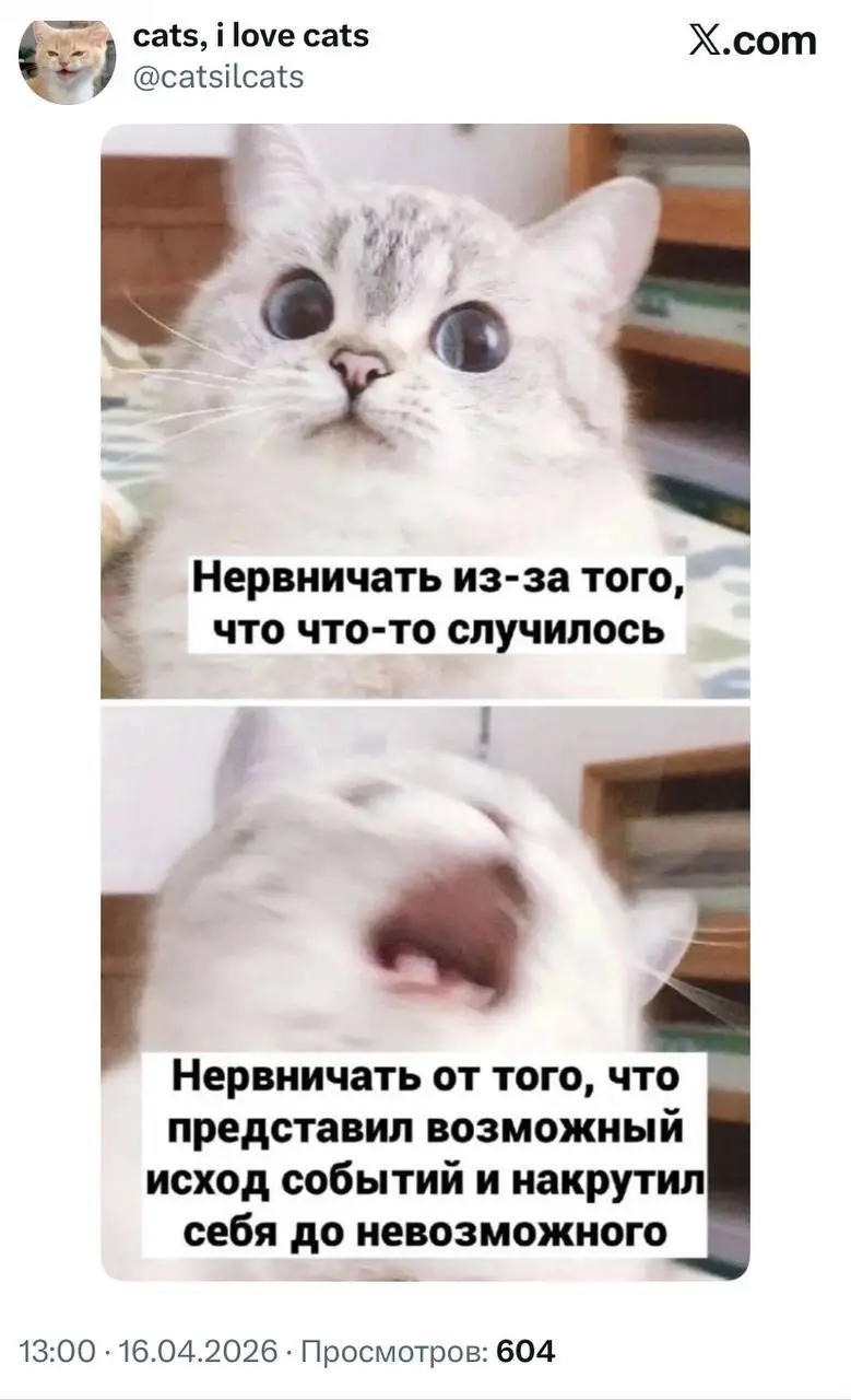 #cats #life | Сетка — социальная сеть от hh.ru
