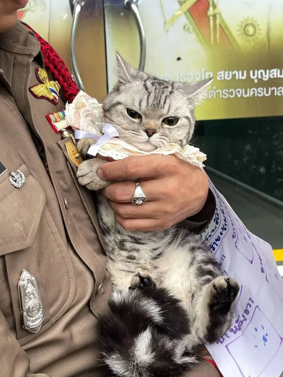 В Бангкоке на кошку завели «уголовное дело».
В Таиланде кошку по кличке Ноб Нэн принесли в полицейский участок, чтобы найти хозяев, но та устроила настоящий погром — поцарапала и покусала сотрудников | Сетка — социальная сеть от hh.ru